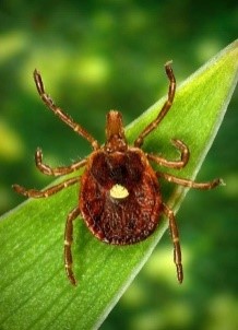 lone star tick